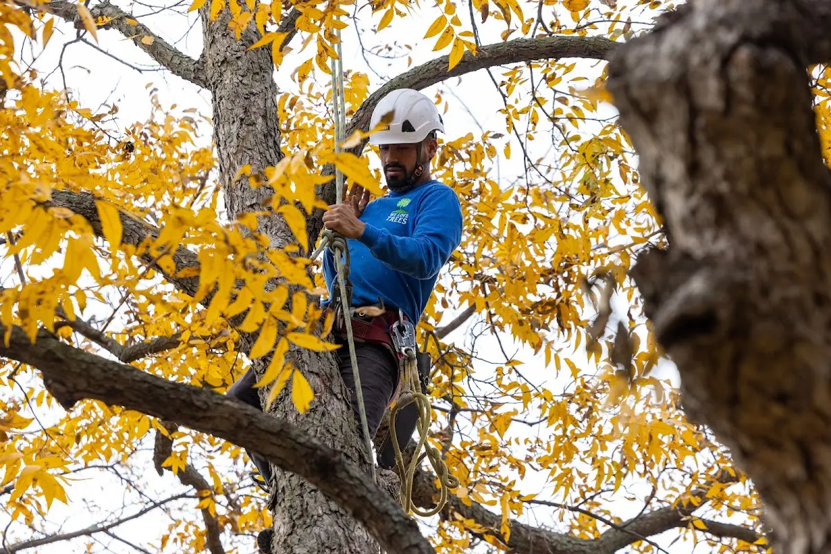 Skilled Tree Transplanting crew working in Celina